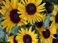 上海哈拿实业发展有限公司