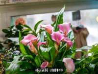 上海哈拿实业发展有限公司