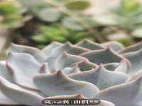 上海哈拿实业发展有限公司