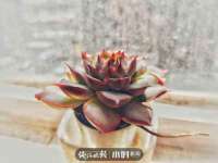 上海哈拿实业发展有限公司