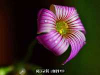 上海哈拿实业发展有限公司