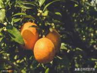 上海哈拿实业发展有限公司