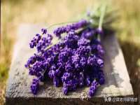 上海哈拿实业发展有限公司
