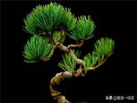 上海哈拿实业发展有限公司